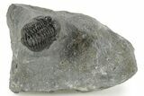 Curled Proetid (Gerastos) Trilobite Fossil - Morocco #377266-2